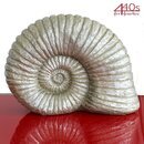 Exner Ammonit Hilda Polyresin, silberfarben, H ca. 24 cm...